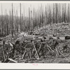 Tillamook County, Oregon. Lumber workers' housing in the Tillamook burn area