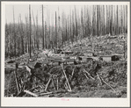 Tillamook County, Oregon. Lumber workers' housing in the Tillamook burn area