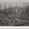 Housing for lumber workers in the Tillamook County, Oregon. In August of 1933 a forest fire in one week swept through 290,000 acres of woodland. This area is now being cleared and most of the partially burned trees are of commerical value