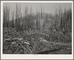 Housing for lumber workers in the Tillamook County, Oregon. In August of 1933 a forest fire in one week swept through 290,000 acres of woodland. This area is now being cleared and most of the partially burned trees are of commerical value