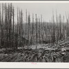 Tillamook burn, Tillamook County, Oregon. See caption for 70681-D