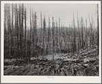 Tillamook burn, Tillamook County, Oregon. See caption for 70681-D