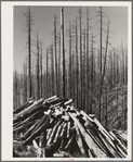 Clearing the Tillamook burn area of Tillamook County, Oregon. See caption for 70681-D