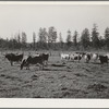 Dairy cattle. Tillamook County, Oregon