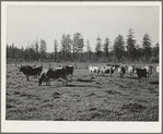 Dairy cattle. Tillamook County, Oregon
