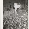 Field beets which will be used for cattle feed by dairy farmer. Tillamook County, Oregon