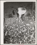Field beets which will be used for cattle feed by dairy farmer. Tillamook County, Oregon