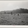 Dairy cattle in the marshy land of Tillamook County, Oregon