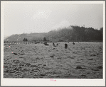 Dairy cattle in the marshy land of Tillamook County, Oregon