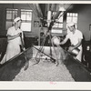 Tillamook cheese plant. Tillamook County, Oregon. Salting the curd in process of making cheese