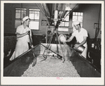 Tillamook cheese plant. Tillamook County, Oregon. Salting the curd in process of making cheese
