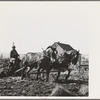 Hauling out manure from cow lot onto dairy farm. Tillamook County, Oregon