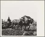 Hauling out manure from cow lot onto dairy farm. Tillamook County, Oregon