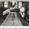 Stirring up curd after salt has been added. Tillamook cheese plant, Tillamook, Oregon