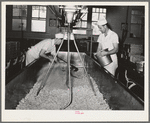 Stirring up curd after salt has been added. Tillamook cheese plant, Tillamook, Oregon