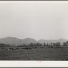 Dairy cattle in the marshy land of Tillamook County, Oregon