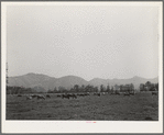 Dairy cattle in the marshy land of Tillamook County, Oregon