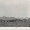 Dairy cattle in the marshy land of Tillamook County, Oregon