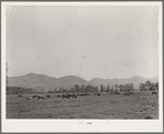 Dairy cattle in the marshy land of Tillamook County, Oregon