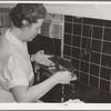 FSA (Farm Security Administration) nurse removes dental instruments from sterilizer in the FSA dental trailer at the FSA camp for farm families