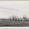 Lineup of wagons to be used in cornhusking contest. Ontario, Oregon