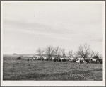 Lineup of wagons to be used in cornhusking contest. Ontario, Oregon