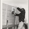 Putting number on wagon to be used in cornhusking contest. Ontario, Oregon