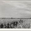 Spectators and contestants at work in cornhusking contest. Ontario, Oregon