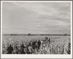 Spectators and contestants at work in cornhusking contest. Ontario, Oregon