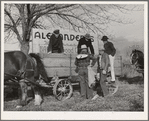 Wagon, huskers and gleaners at cornhusking contest. Ontario, Oregon