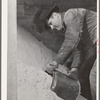 Lee Wagoner, Black Canyon Project farmer, gets feed for his cattle. Canyon County, Idaho