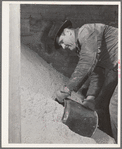 Lee Wagoner, Black Canyon Project farmer, gets feed for his cattle. Canyon County, Idaho