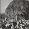 Farmer's wife (Black Canyon Project) feeds the chickens. Canyon County, Idaho