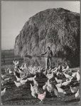 Farmer's wife (Black Canyon Project) feeds the chickens. Canyon County, Idaho