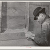 Lee Wagoner, Black Canyon Project farmer, looks at cattle feed in his barn. Canyon County, Idaho