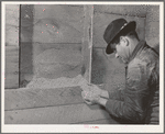 Lee Wagoner, Black Canyon Project farmer, looks at cattle feed in his barn. Canyon County, Idaho