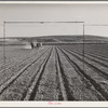 Farmer discing his land. Black Canyon Project, Canyon County, Idaho