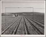 Farmer discing his land. Black Canyon Project, Canyon County, Idaho