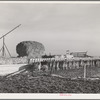 Dairy cattle on farm on Black Canyon Project. Canyon County, Idaho