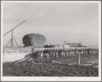 Dairy cattle on farm on Black Canyon Project. Canyon County, Idaho