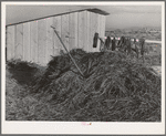 Farmyard, Black Canyon Project, Canyon County, Idaho