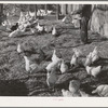 Farmer feeds the chickens, Black Canyon Project, Canyon County, Idaho