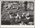 Farmer feeds the chickens, Black Canyon Project, Canyon County, Idaho