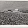 Farmstead, Black Canyon Project, Canyon County, Idaho. Cellar in the background. Lettuce rotting in the field