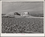 Farmstead, Black Canyon Project, Canyon County, Idaho. Cellar in the background. Lettuce rotting in the field