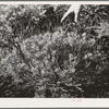 Salinas, California. Intercontinental Rubber Producers. Approximately four-year-old guayule plant. The seedlings remain in the nursery for eight or nine months, the age of the shrub being determined by the length of time it is in the field
