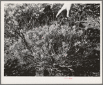 Salinas, California. Intercontinental Rubber Producers. Approximately four-year-old guayule plant. The seedlings remain in the nursery for eight or nine months, the age of the shrub being determined by the length of time it is in the field