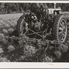 Salinas, California. Intercontinental Rubber Producers cultivating two-year guayule plants. Guayule grows wild in parts of Texas, Arizona, and Mexico. The only cultivated fields of guayule are at Salinas