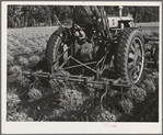 Salinas, California. Intercontinental Rubber Producers cultivating two-year guayule plants. Guayule grows wild in parts of Texas, Arizona, and Mexico. The only cultivated fields of guayule are at Salinas