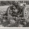 Salinas, California. Intercontinental Rubber Producers cultivating two-year guayule plants. Guayule grows wild in parts of Texas, Arizona, and Mexico. The only cultivated fields of guayule are at Salinas